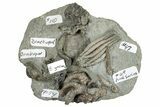 Fossil Crinoid, Brachiopod, Coral & Bryozoan Plate - Indiana #291829-2